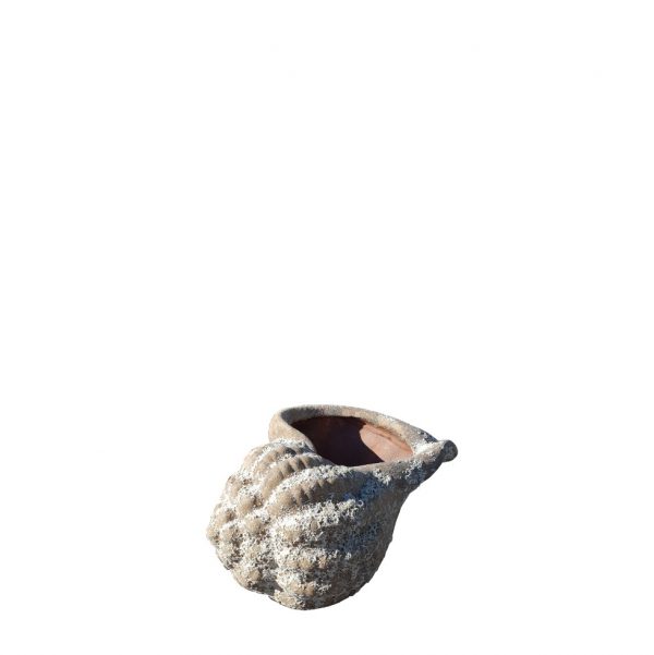 Aquarius Conch Shell