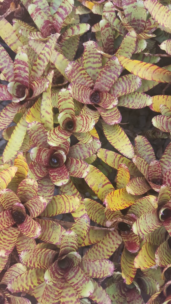 Bromeliad Species