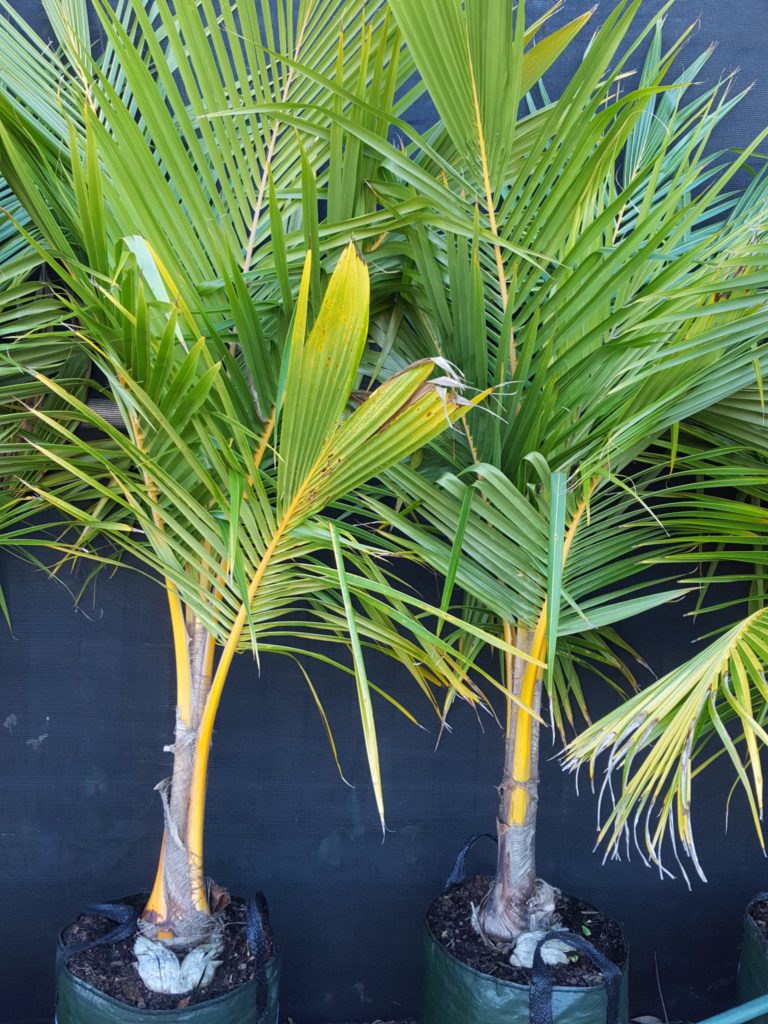 Coconut Palm - Palms and Cycads, Plants - Ross Evans Garden Centre