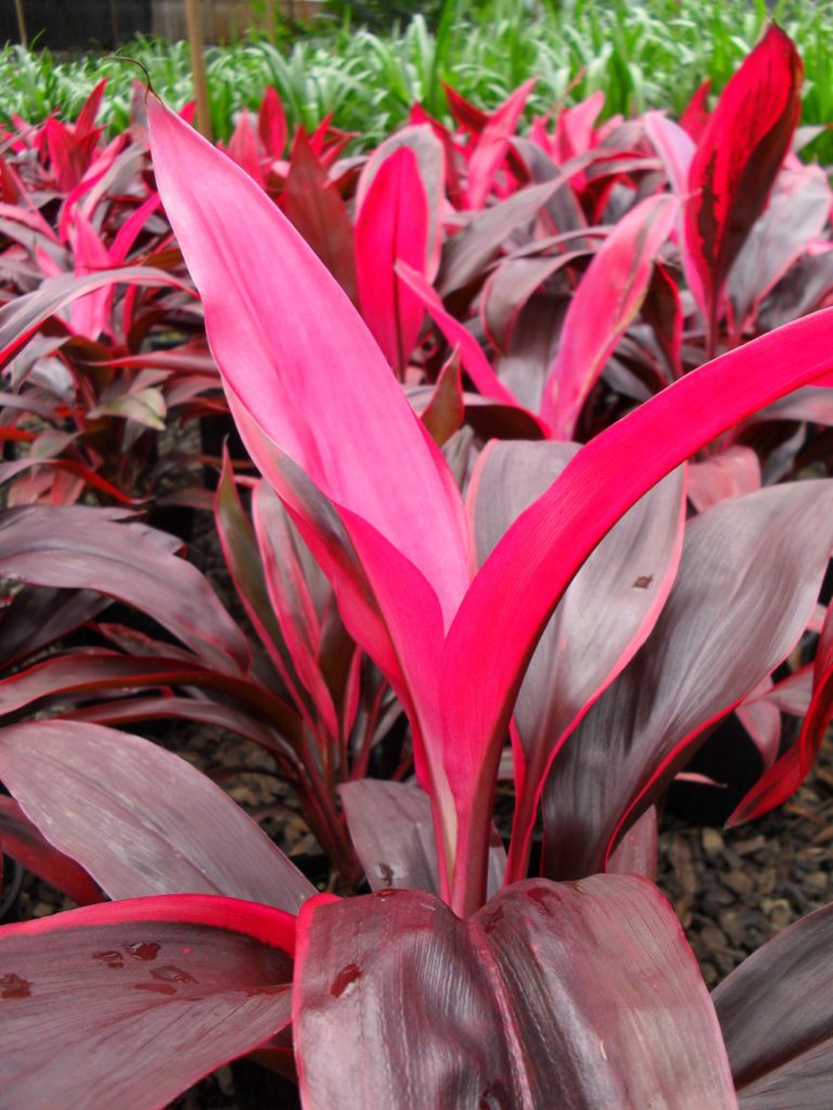 Cordyline fruiticosa varieties - Flowers and Foliage Colour, Plants