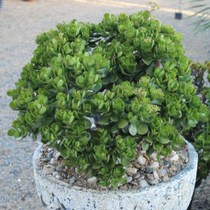 Crassula Ovata “Oval Leaf Jade”
