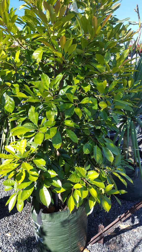 Elaeocarpus Eumundii