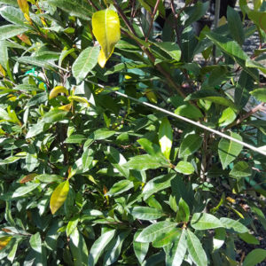 Elaeocarpus Reticulatus “Prima Donna”
