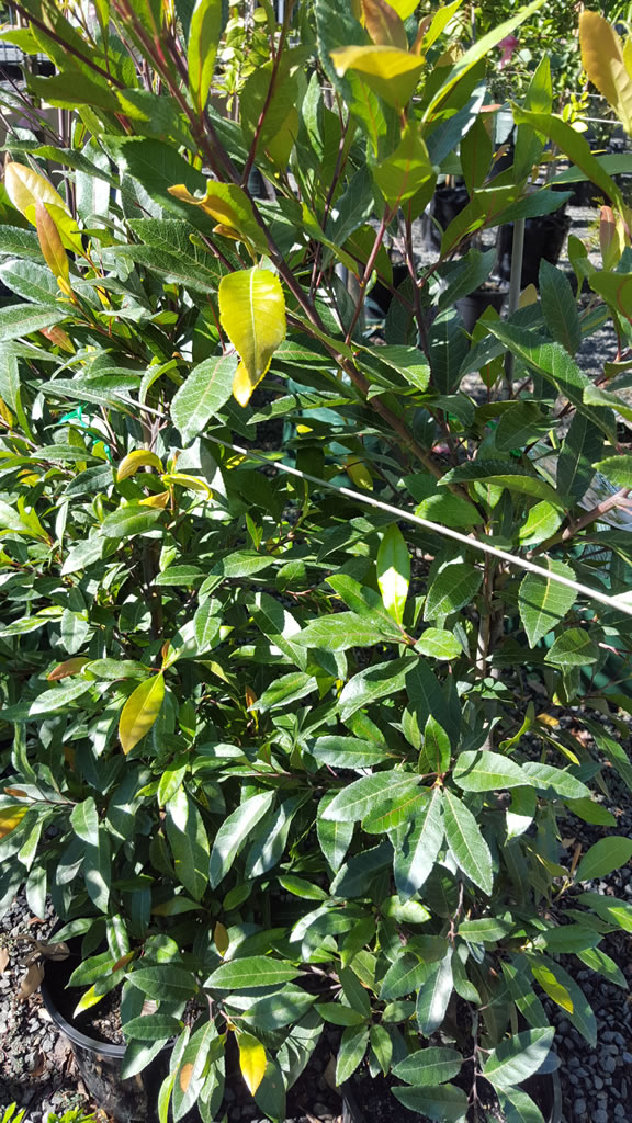 Elaeocarpus Reticulatus “Prima Donna”