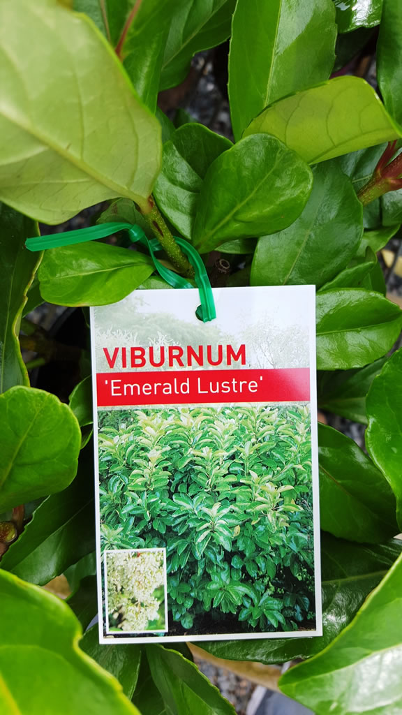 Viburnum Emerald Lustre