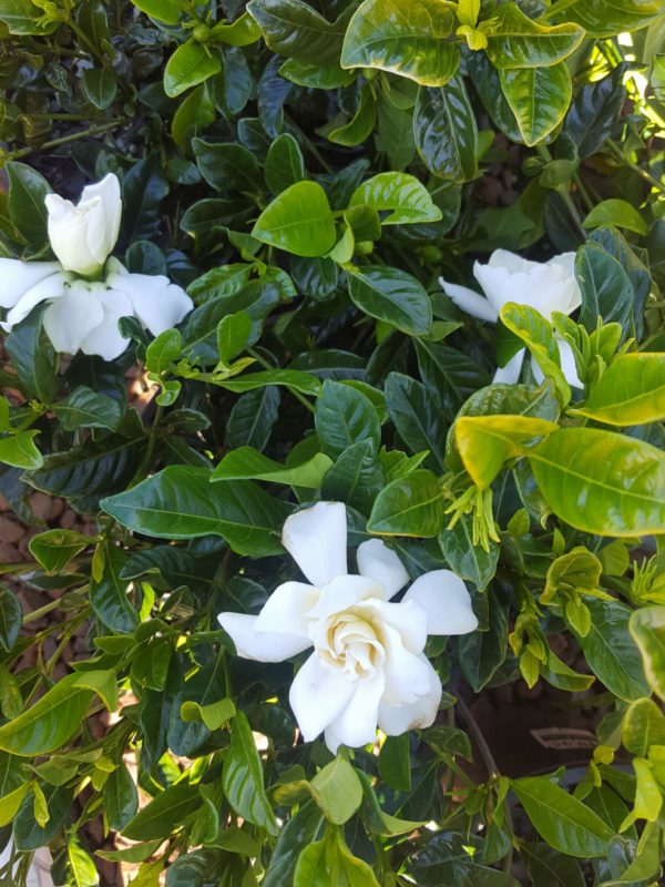 Gardenia Florida
