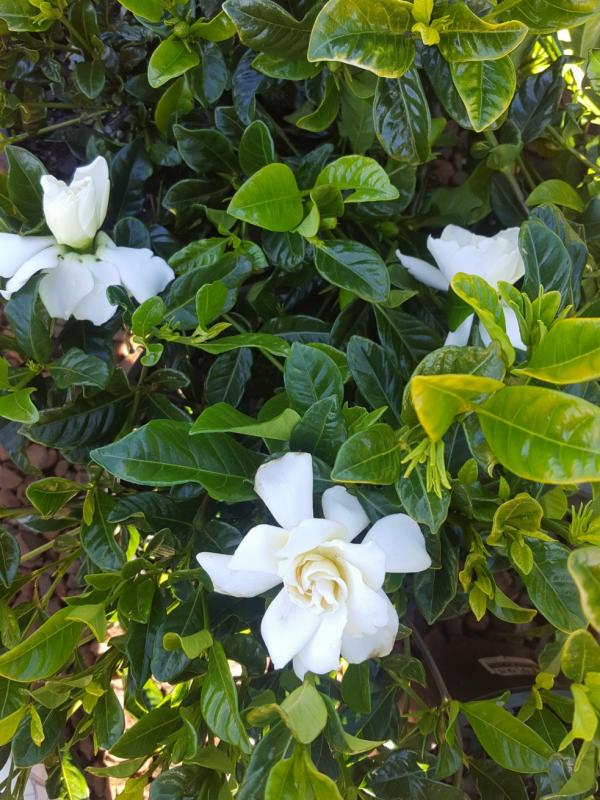Gardenia Florida - Flowers and Foliage Colour, Plants - Ross Evans