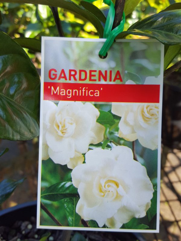 Gardenia Magnifica