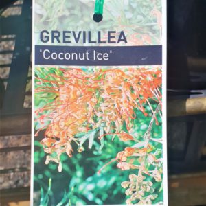 Grevillea “Coconut Ice”