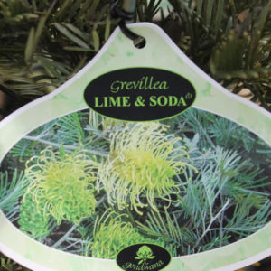 Grevillea “Lime and Soda”