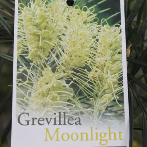 Grevillea “Moonlight”