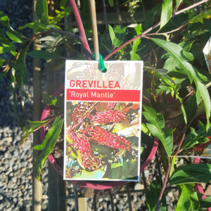 Grevillea “Royal Mantle”