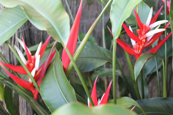 Heliconia – “Red Christmas”