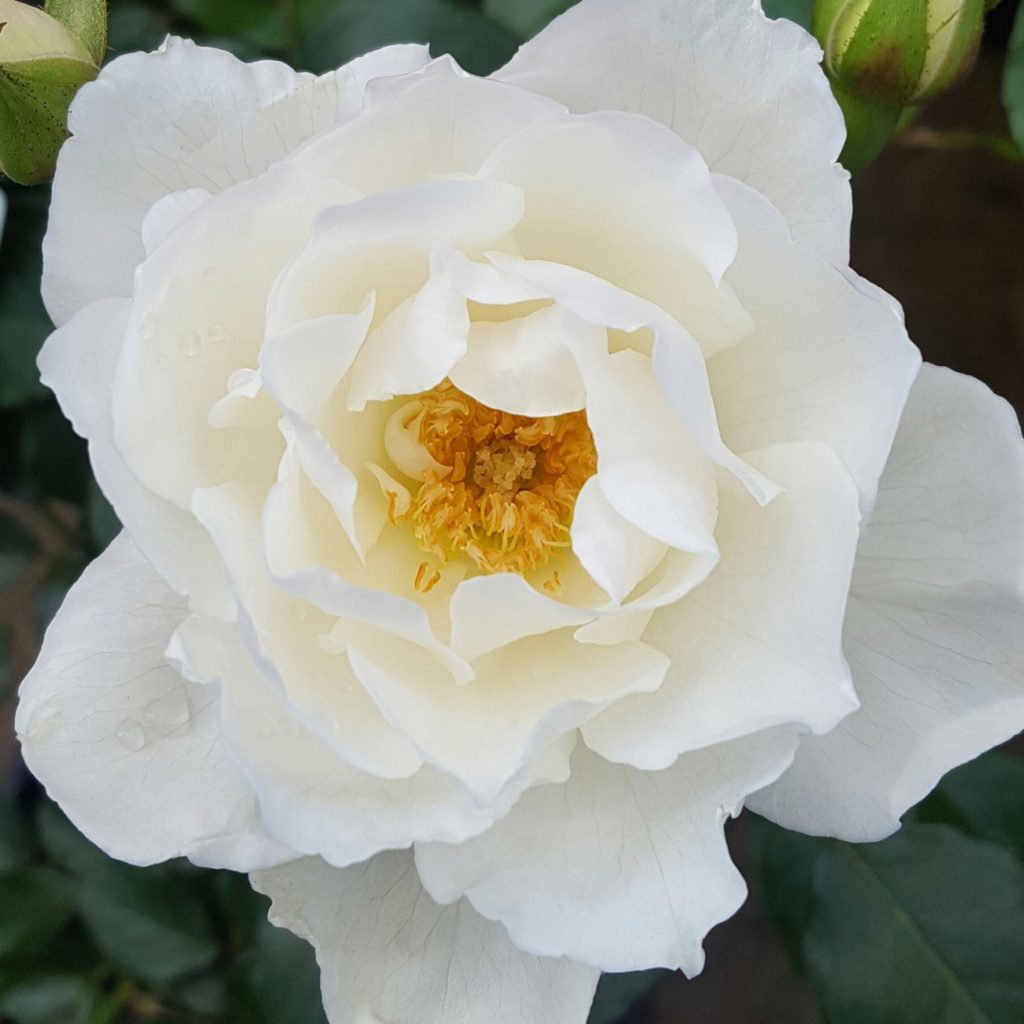 Iceberg White Rose
