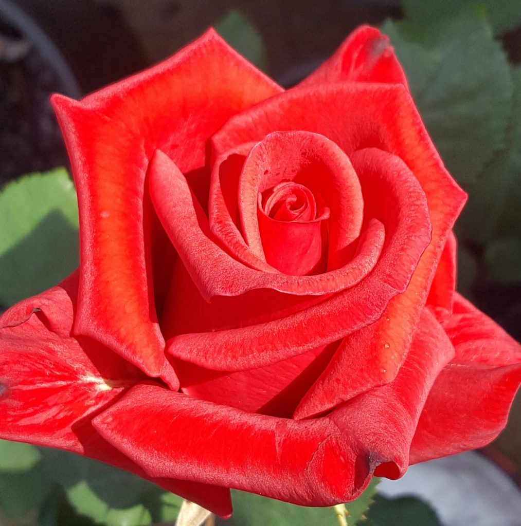 Kardinal Rose
