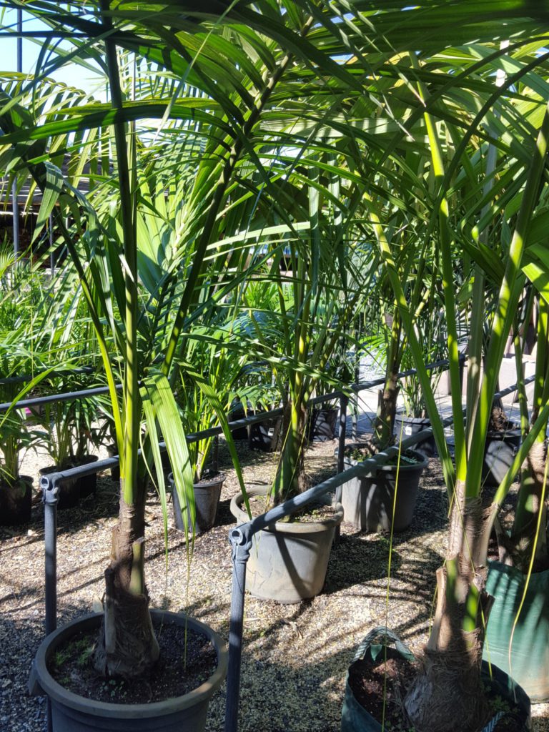 Kentia Palm Plants Ross Evans Garden Centre