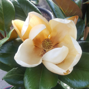 Magnolia  grandiflora “Teddy Bear”