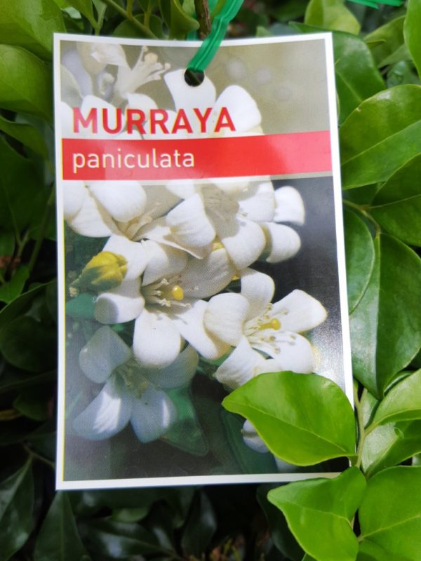 Murraya Paniculata (mock orange)