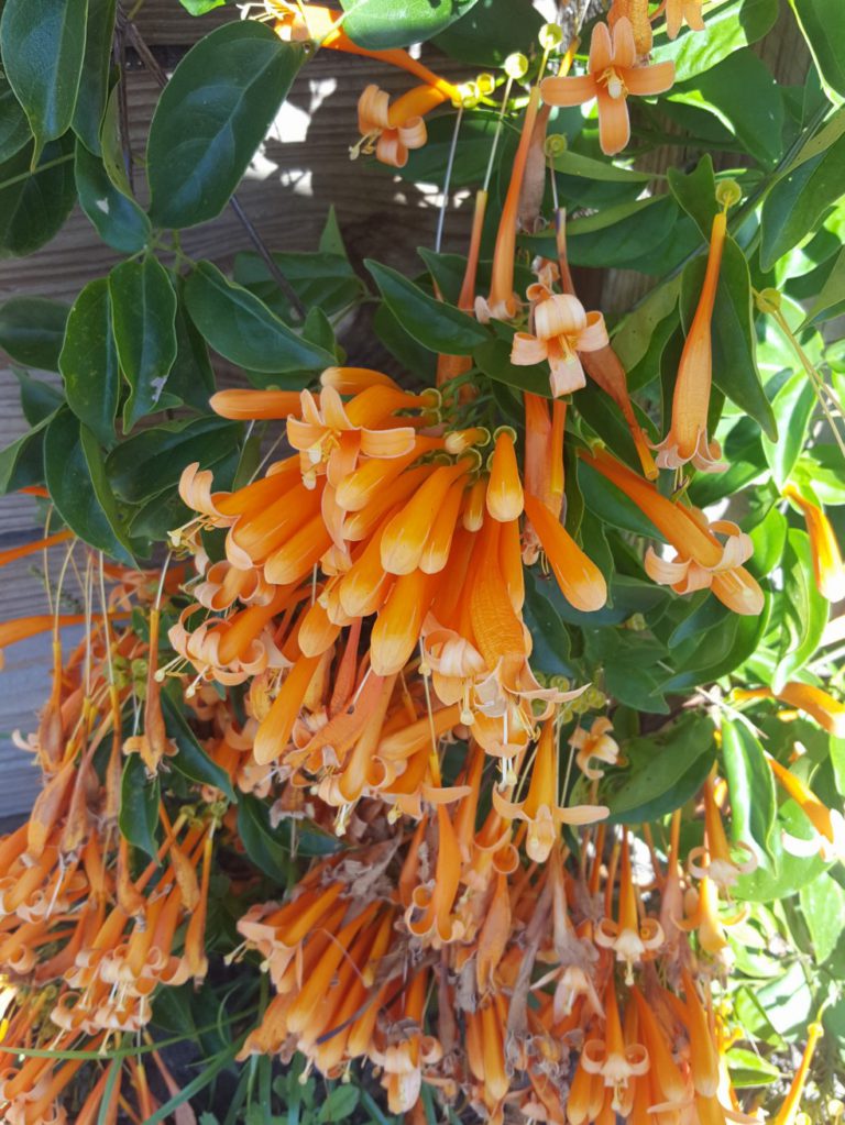 Orange Trumpet Vine Climbers, Plants Ross Evans Garden