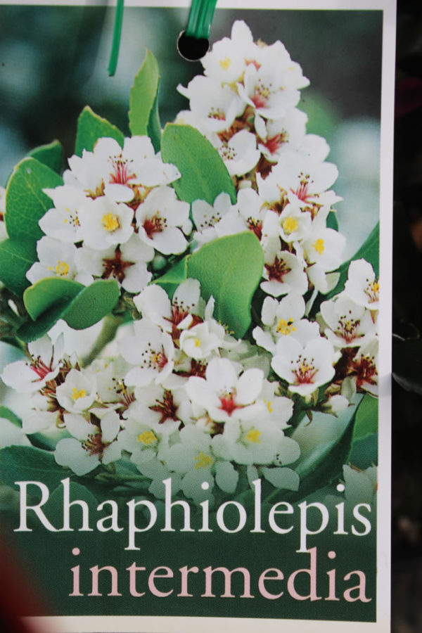 Rhaphiolepsis Intermedia