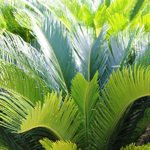 Palms and Cycads