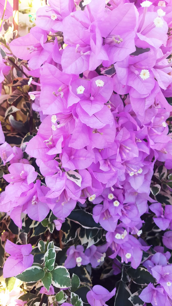Bougainvillea ‘Variegated Lilac’