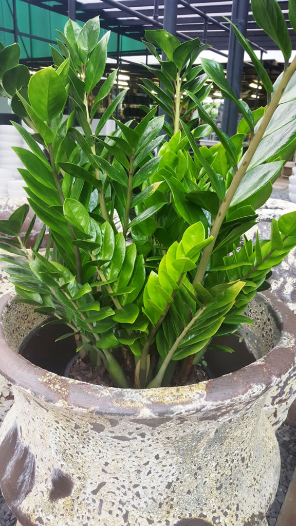 Zamioculcas zamiifolia ‘Zanzibar Gem’