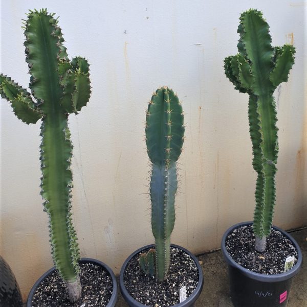 euphorbia “cowboy cactus”